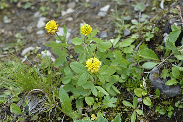 Braun-Klee (Trifolium badium)  9.7.2011 Allgu Alpen Fellhorn NIKON 107