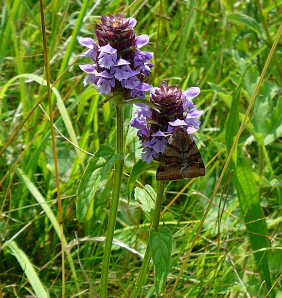 Braune Tageule (Euclidia glyphica Juli 2012 Odenwald-Wilhelmsfeld-Schnbrunn 005