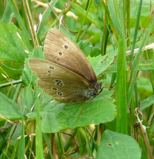 Brauner Waldvogel 10.8.08_Uhlstaedt_Elbe_Priepert 073