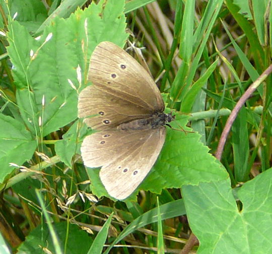 Brauner Waldvogel 10.8.08_Uhlstaedt_Elbe_Priepert 077