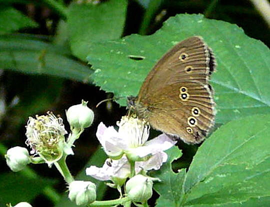 Brauner Waldvogel Juni 2008 Wildblumen & Landstrasse Huett 057