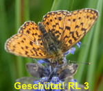 Braunfleckige Perlmutterfalter (Boloria oder Proclossiana selene) kl.