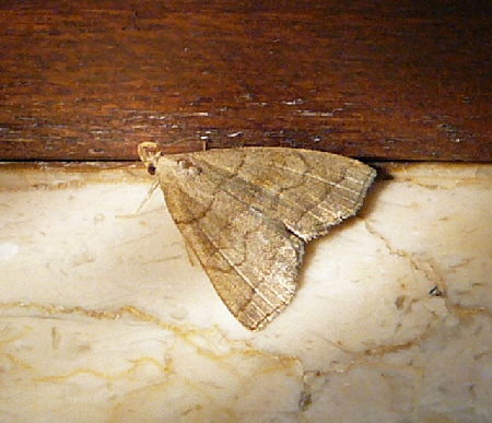 Braungestreifte Spannereule (Herminia tarsicrinalis) Sep 2012 ZAKB Tag der offenen Tr, Greifvgel Lorsch 016