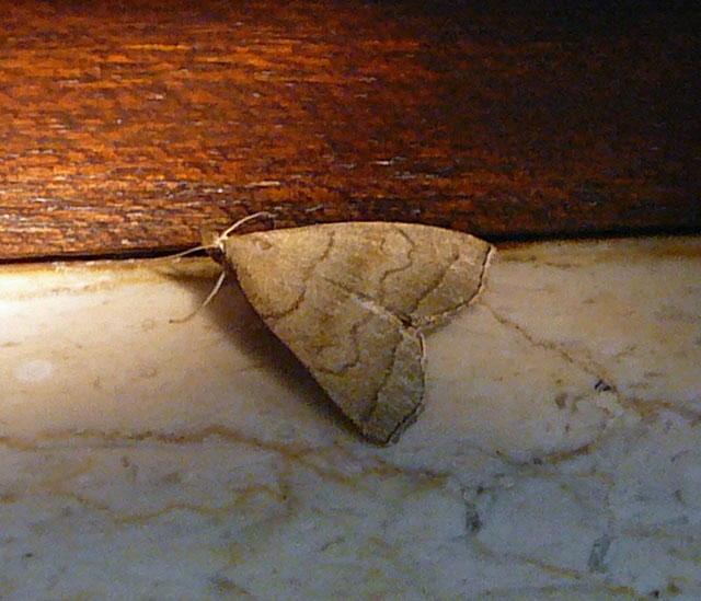 Braungestreifte Spannereule (Herminia tarsicrinalis) Sep 2012 ZAKB Tag der offenen Tr, Greifvgel Lorsch 019