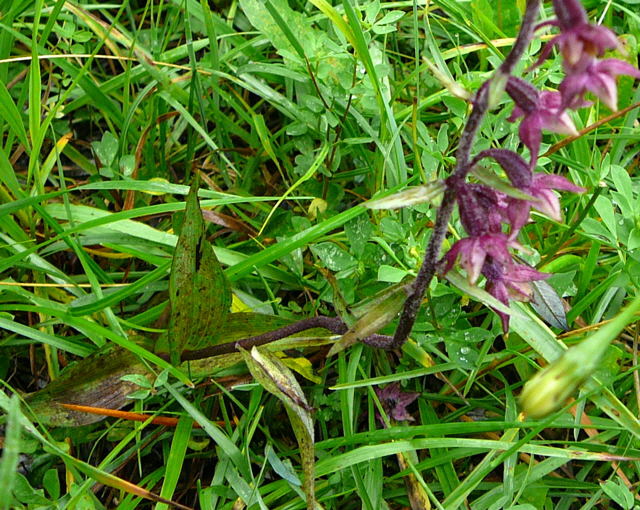 Braunrote Stendelwurz (Epipactis atrorubens) 2011-07-15 Nationalpark Berchtesgarden Wimbachklamm+gries 023a