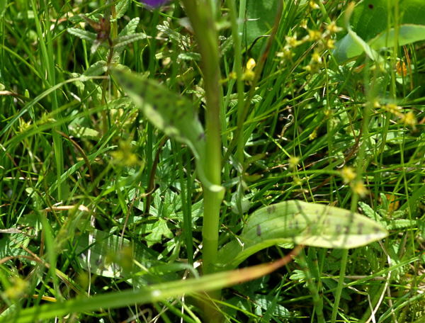 Breitblttrige Knabenkraut (Dactylorhiza majalis) Juni 09 Hoher Vogelsberg... 227