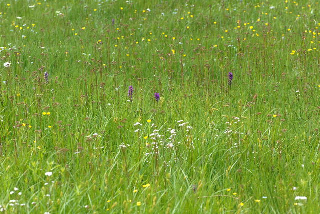 Breitblttrige Knabenkraut (Dactylorhiza majalis) Juni 09 Hoher Vogelsberg... 246