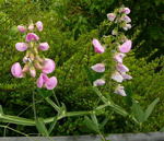 Breitblttrige Platterbse (Lathyrus latifolius kl.