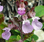 Breitblttriger Edel-Gamander (Teucrium chamaedrys  ssp. chamaedrys) 1 kl.