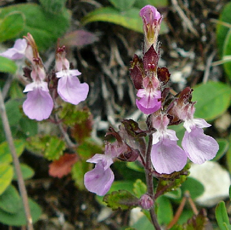 Breitblttriger Edel-Gamander (Teucrium chamaedrys  ssp. chamaedrys) Juli 2012 Mnsingen Biosphren Schwb. Alb+Triberg 107