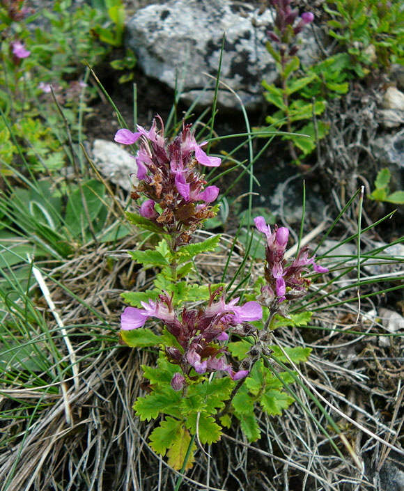 Breitblttriger Edel-Gamander (Teucrium chamaedrys  ssp. chamaedrys) Juli 2012 Mnsingen Biosphren Schwb. Alb+Triberg 108