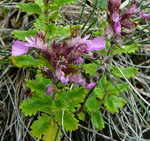Breitblttriger Edel-Gamander (Teucrium chamaedrys  ssp. chamaedrys) kl.