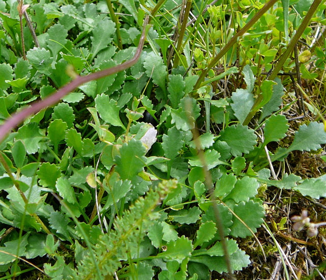 Breitblttriger Edel-Gamander (Teucrium chamaedrys ssp. chamaedrys) Juli 2012 Mnsingen Biosphren Schwb. Alb+Triberg 070