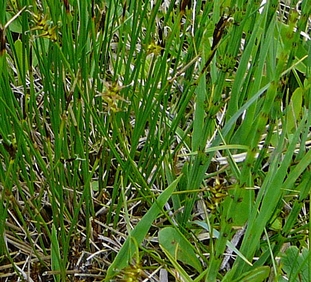 Davalls Segge (Carex davalliana) Mai 2012 Alpen Ammergebirge, Grasnang 026