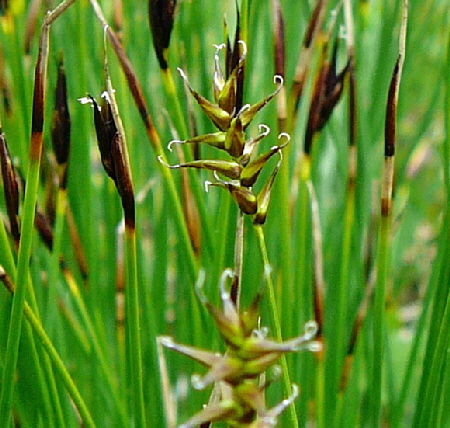 Davalls Segge (Carex davalliana) Mai 2012 Alpen Ammergebirge, Grasnang 027a