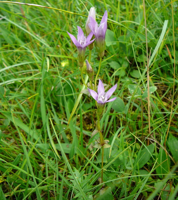 Deutscher Fransenenzian (Gentianella germanica agg)  13.7.2011 Krn Wiese Walchensee 083