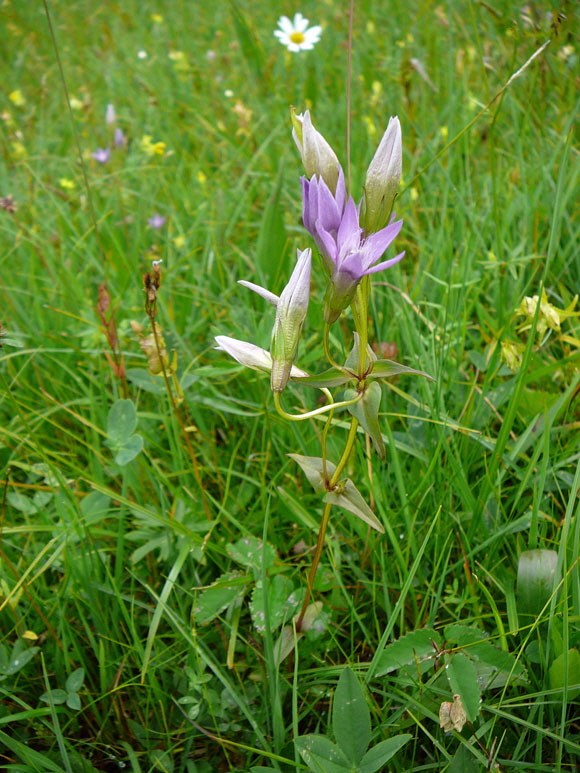 Deutscher Fransenenzian (Gentianella germanica agg)  13.7.2011 Krn Wiese Walchensee 088