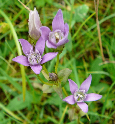 Deutscher Fransenenzian (Gentianella germanica agg) 13.7.2011 Krn Wiese Walchensee 084