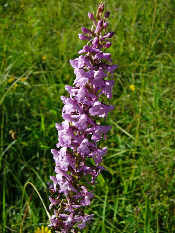 Dichtbltige Mcken-Hndelwurz Gymnadenia conopsea ssp. densiflora   Urlaub Juli 2012 Schwb.Alb Balingen Lochenstein 091