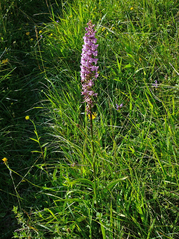 Dichtbltige Mcken-Hndelwurz Gymnadenia conopsea ssp. densiflora   Urlaub Juli 2012 Schwb.Alb Balingen Lochenstein 090