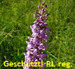Dichtbltige Mcken-Hndelwurz Gymnadenia conopsea ssp. densiflora kl.