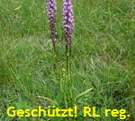 Dichtbltige Mcken-Hndelwurz Gymnadenia conopsea ssp. densiflora kl.1