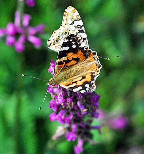 Distelfalter 2009 Nikon Wasserkuppe Hohe Rhn Hessen 010