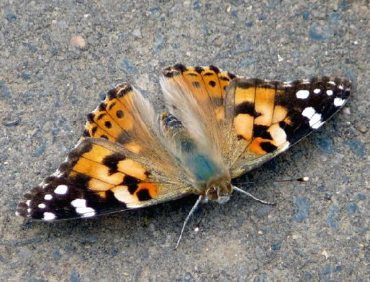 Distelfalter Vanessa (Cynthia) cardui Weschnitz Httenfeld 20Sep2007