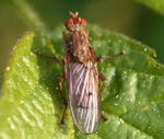 Dungfliege evtl. (Scathophaga spec.)  kl.