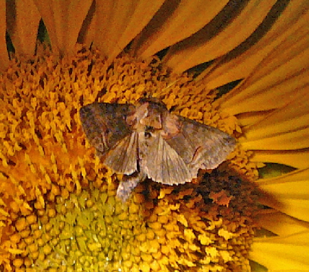 Dunkelgraue Nessel-Hckereule (Abrostola triplasia August 2012 Falter Huett 031a