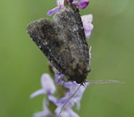 Dunkle Wald-Schatteneule kl.