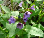 Dunkles Lungenkraut Pulmonaria cf. obscura kl.