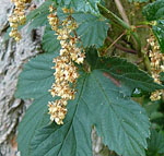 Echte Hopfen (Humulus lupulus) Mnnliche Blten kl