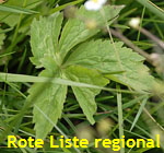 Eisenhutblttriger Hahnenfu (Ranunculus aconitifolius)  2 kl.