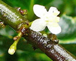 Europäische Stechpalme (Ilex aquifolium) 1 kl.