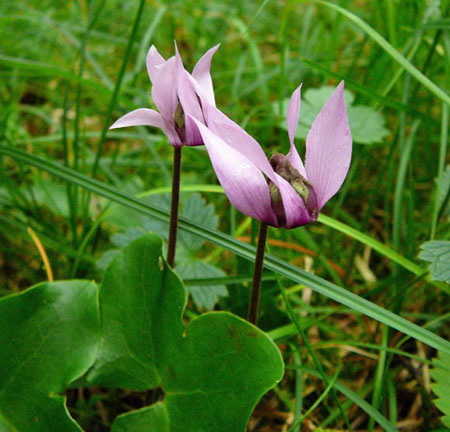 Europisches Alpenveilchen (Cyclamen purpurascens) 2011-07-14 Bad Reichenhall, Weissbach u. Jochberg 081