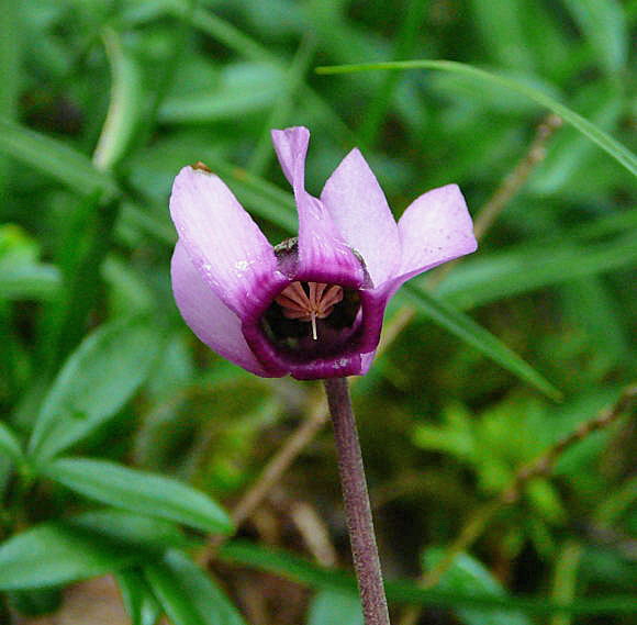 Europisches Alpenveilchen (Cyclamen purpurascens) 2011-07-14 Bad Reichenhall, Weissbach u. Jochberg 078