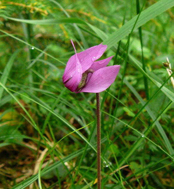 Europisches Alpenveilchen (Cyclamen purpurascens) 2011-07-14 Bad Reichenhall, Weissbach u. Jochberg 079