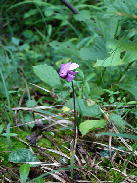 Europisches Alpenveilchen (Cyclamen purpurascens) 2011-07-14 Bad Reichenhall, Weissbach u. Jochberg 074