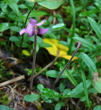 Europisches Alpenveilchen (Cyclamen purpurascens) 2011-07-14 Bad Reichenhall, Weissbach u. Jochberg 076