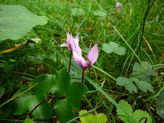 Europisches Alpenveilchen (Cyclamen purpurascens) 2011-07-14 Bad Reichenhall, Weissbach u. Jochberg 080