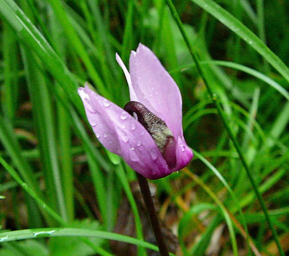 Europisches Alpenveilchen (Cyclamen purpurascens) 2011-07-14 Bad Reichenhall, Weissbach u. Jochberg 084