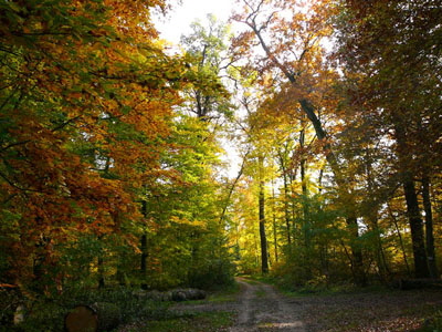 FFH Reliktwald Herbst Insekten_400