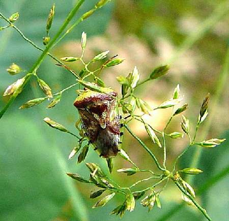 Fleckige Brutwanze (Elasmucha grisea) Juni 2011 Viernheimer Wald gemhte Wege Schmetterlinge 002