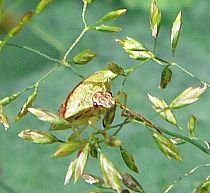Fleckige Brutwanze (Elasmucha grisea) Juni 2011 Viernheimer Wald gemhte Wege Schmetterlinge 004