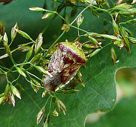 Fleckige Brutwanze (Elasmucha grisea) Juni 2011 Viernheimer Wald gemhte Wege Schmetterlinge 005