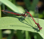 Frhe Adonislibelle (Pyrrhosoma nymphula)-Paarung kl.