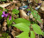 Frhlings-Platterbse (Lathyrus vernus) kl.