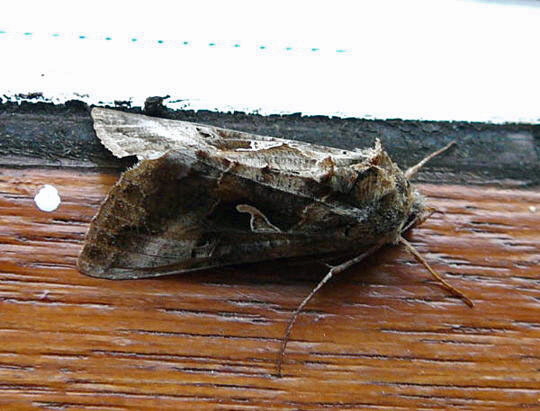 Gammaeule Autographa gamma August 2008 Httenfeld