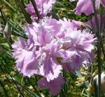 Garten-Nelke Dianthus caryophyllus kl.